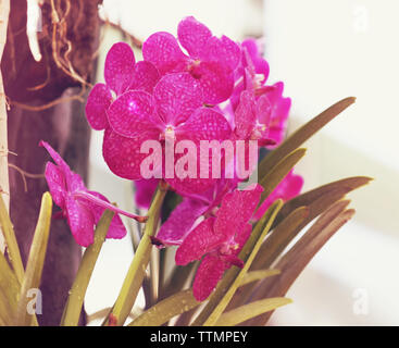 Beautiful pink orchid flowers on blurred background Stock Photo