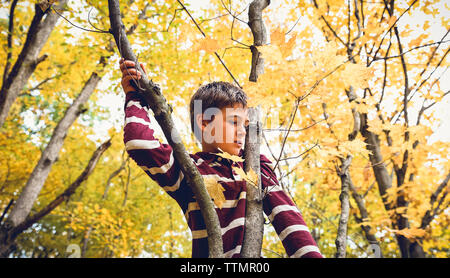 Low angle view of thoughtful boy climbing on maple tree in forest during autumn Stock Photo