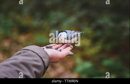 Cropped hand of girl feeding seeds to white breasted nuthatch in forest Stock Photo