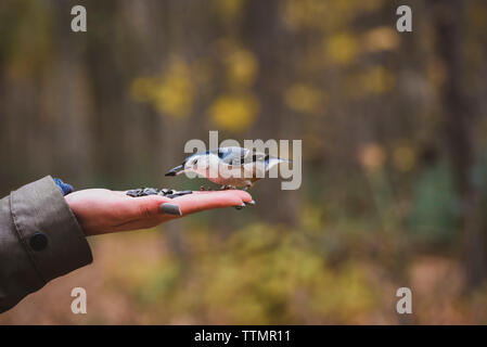 Close-up of bird feeding seeds on cropped hand in forest Stock Photo
