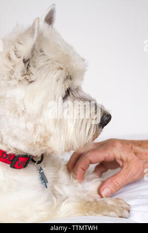 Closeup head shot profile of adult male West Highland White Terrier (Westie) dog lying on a white couch, looking at his owner Stock Photo