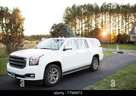 Wide View of Fresh Cut Christmas Tree on top of White SUV at Sunset Stock Photo