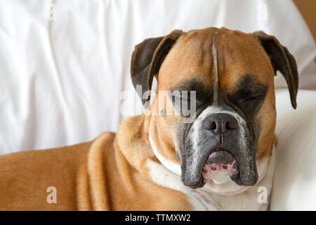 Close up of the head of an adult female brown boxer dog lying on a white couch with her eyes closed Stock Photo