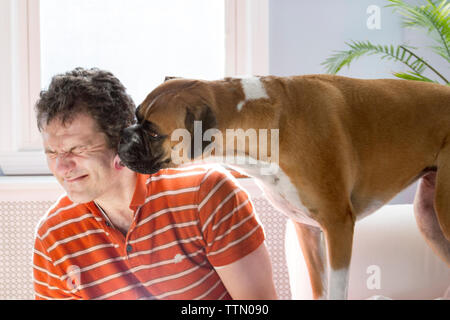 Brown boxer dog licking caucasian man in the face. Man is squinting and leaning away. Stock Photo