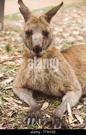 Close-up of kangaroo lying on field Stock Photo