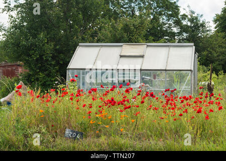 Poppies flowering in front of a greenhouse on an allotment in Oxford, UK Stock Photo