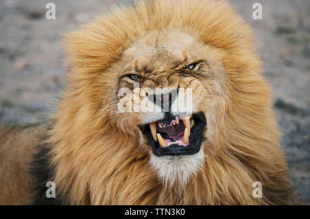 Page 37 | Lion Fire Images - Free Download on Freepik
