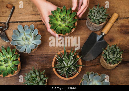 Cropped image of florist arranging succulent plants on wooden table Stock Photo