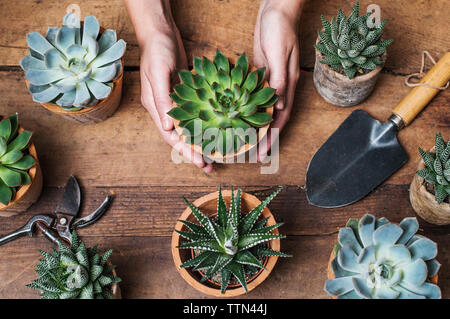 Cropped image of florist arranging succulent plants Stock Photo