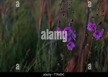 Beautiful meadow purple flowers on blurred grass background Stock Photo