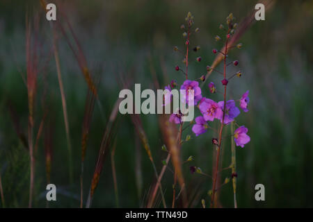 Beautiful meadow purple flowers on blurred grass background Stock Photo