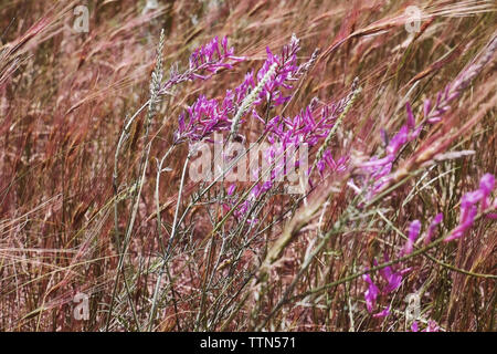 Purple meadow flowers on blurred grass background Stock Photo
