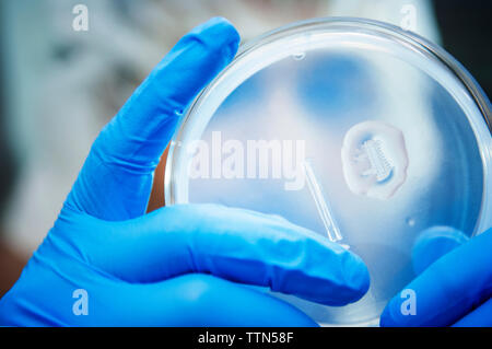 Close-up of scientist examining samples in petri dish at laboratory Stock Photo