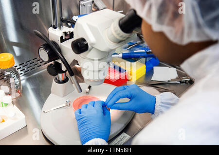 Scientist using microscope while examining samples in petri dish at laboratory Stock Photo