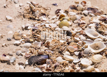 Pile of seashells on sand shore Stock Photo