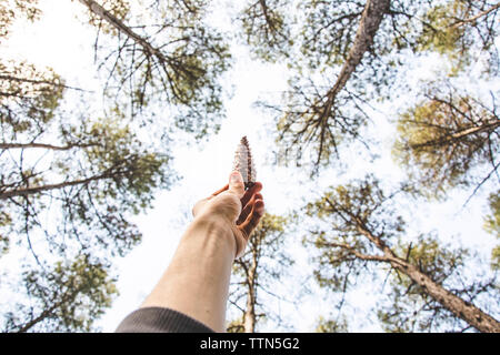 Low angle view of cropped hand holding pine cone against trees at forest Stock Photo