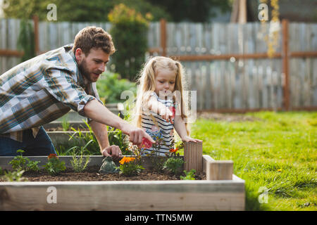 Father and daughter pointing on plant growing in raised bed Stock Photo