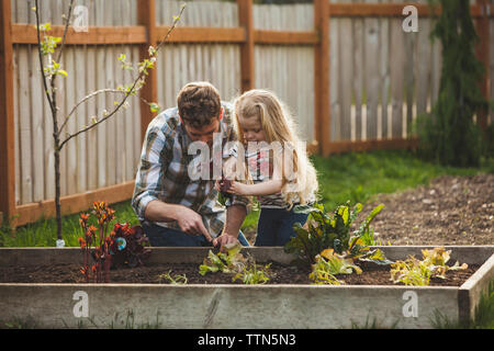 Father and daughter planting in raised bed at backyard Stock Photo