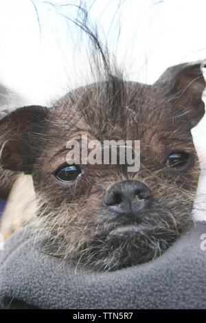 Chinese Crested hairless dog with a tuft of hair sticking right up from its forehead while resting its head on the arm of its owner. Stock Photo