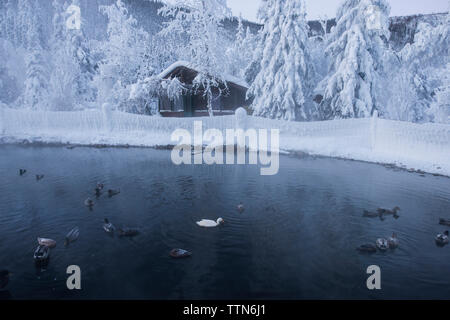 High angle view of ducks in Chena Hot Springs against log cabin Stock Photo