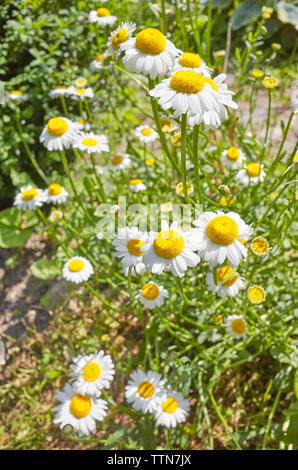 Oxeye daisy flowers (Leucanthemum vulgare) in a garden, selective focus. Stock Photo