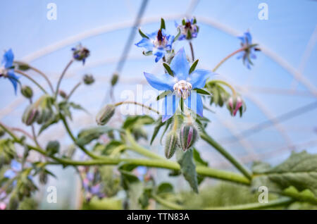 Close up picture of borage (Borago officinalis) starflower in a greenhouse, selective focus. Stock Photo