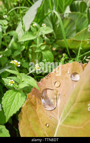 Close up picture of water drops on a leaf, shallow depth of field. Stock Photo