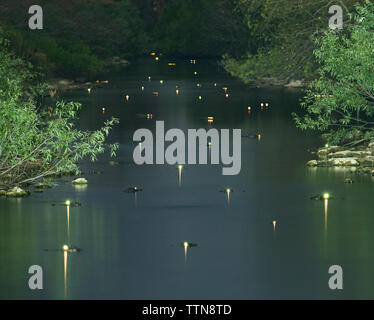 Glowing alligators eyes in swamp at forest during dusk Stock Photo