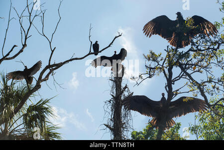 Low angle view of vultures perching on branches in forest against sky at Chassahowitzka Wildlife Refuge Stock Photo