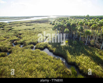 Tranquil view of trees in swamp at Chassahowitzka Wildlife Refuge Stock Photo