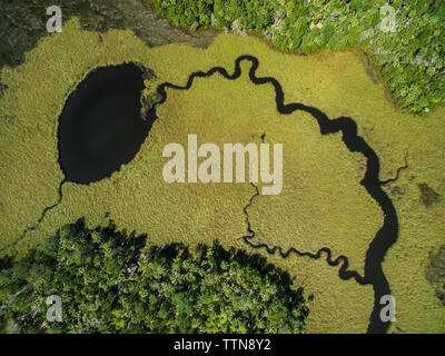 High angle view of algae in swamp at Chassahowitzka Wildlife Refuge Stock Photo