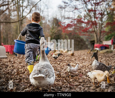 Boy feeding ducks Stock Photo