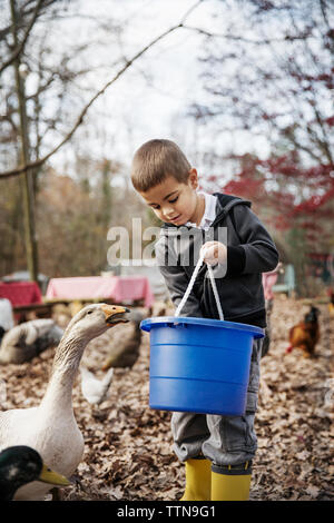 Boy feeding ducks Stock Photo