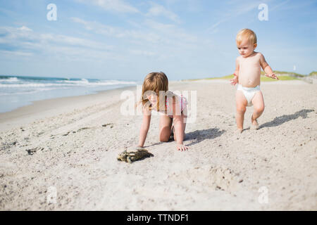 Sisters on the beach with a sea turtle in Avalon, New Jersey Stock Photo
