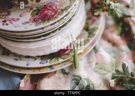 High angle view of grasshopper on plates Stock Photo