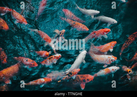 Full frame shot of koi carps swimming in pond Stock Photo