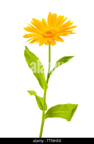 Marigold flower isolated on white Stock Photo
