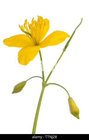 Greater celandine isolated on white background Stock Photo