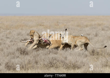 Lions  (Panthera leo) fighting over remains of a kill, Ndutu, Tanzania Stock Photo
