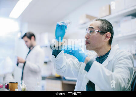Male doctor examining petri dish at laboratory while coworker working in background Stock Photo