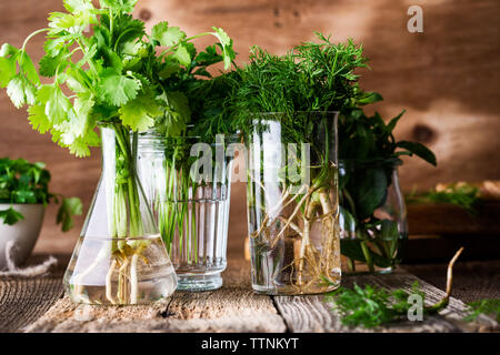 Selection of fresh homegrown organic culinary and aromatic herbs plant in glass jars on wooden background, home gardening, close up, selective focus. Stock Photo