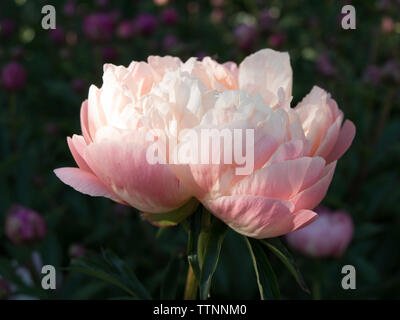 Wonderful Paeonia in detailed view Stock Photo