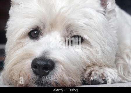 Closeup of the face of an adult male West Highland White Terrier (Westie) dog lying on front steps looking at the camera Stock Photo