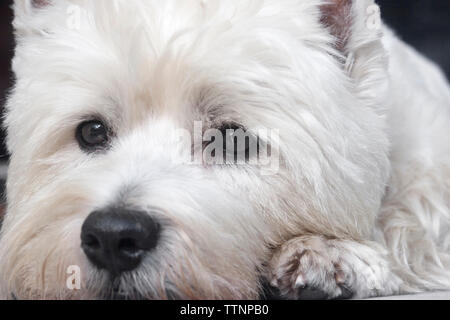 Adult male West Highland White Terrier (Westie) dog lying on front steps facing the camera and looking out at the neighborhood Stock Photo