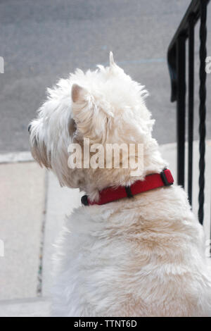 Adult male West Highland White Terrier (Westie) dog sitting on front steps facing away from the camera and looking out at the neighborhood, alert Stock Photo