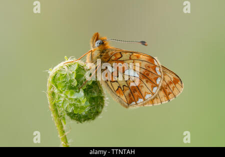 Pearl-bordered Fritillary (Boloria euphrosyne) butterfly roosting on Stock Photo