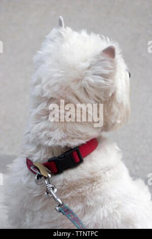 Adult male West Highland White Terrier (Westie) dog sitting on front steps facing away from the camera and looking out at the neighborhood, alert Stock Photo