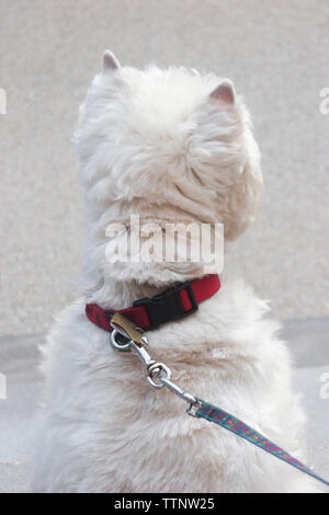 Adult male West Highland White Terrier (Westie) dog sitting on front steps facing away from the camera and looking out at the neighborhood, alert Stock Photo