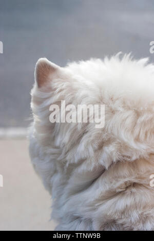 Adult male West Highland White Terrier (Westie) dog sitting on front steps facing away from the camera and looking out at the neighborhood, alert Stock Photo