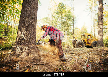 Lumberjack cutting tree trunk with chainsaw in forest Stock Photo